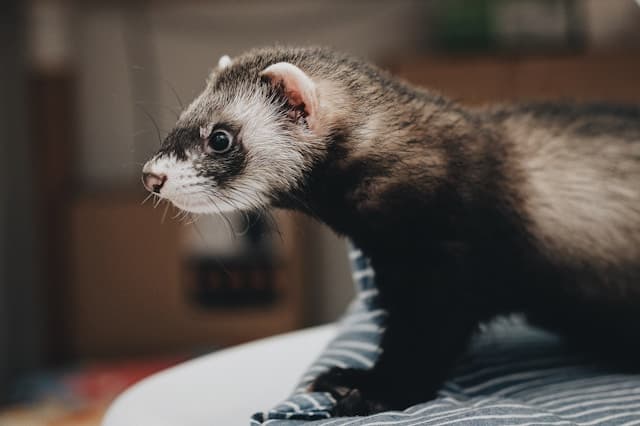 Furetti