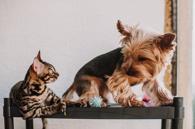 Visite base cane e gatto